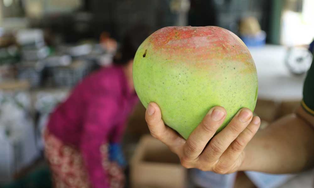 EU hikes imports of Vietnamese fruits, nuts